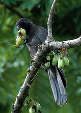 Vasa des Seychelles