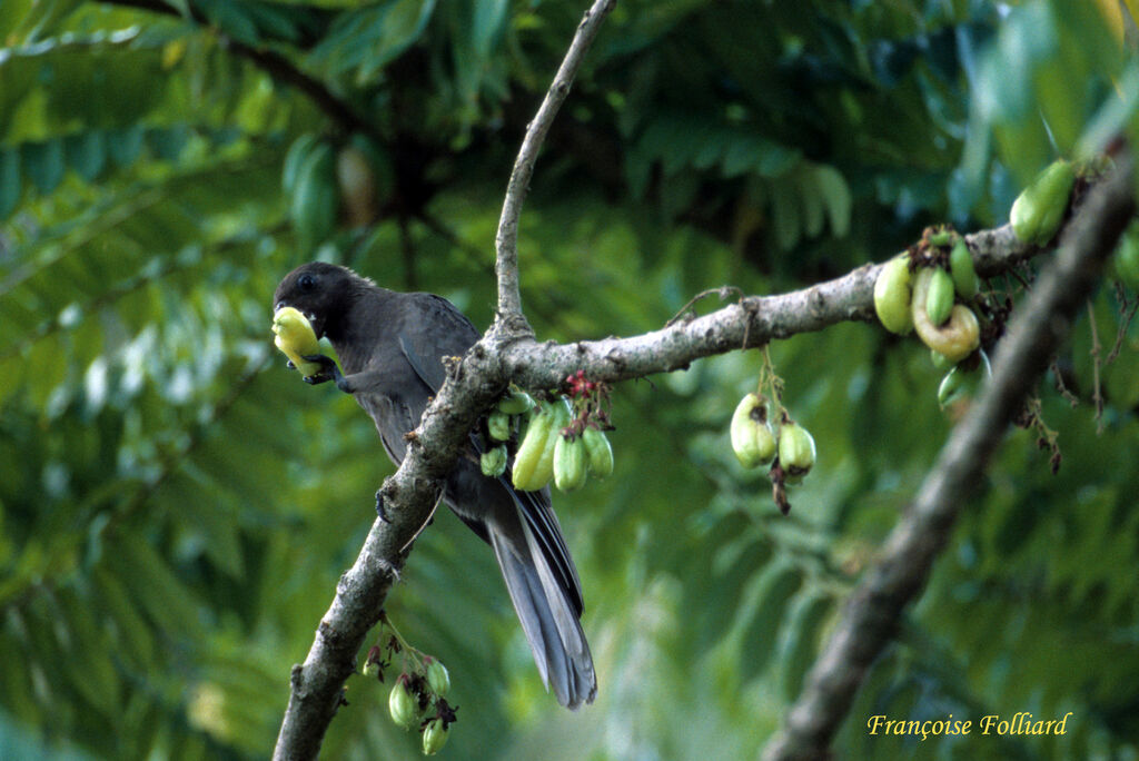 Seychelles Black Parrotadult, feeding habits