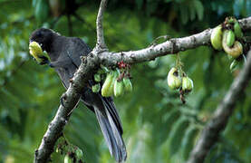 Seychelles Black Parrot