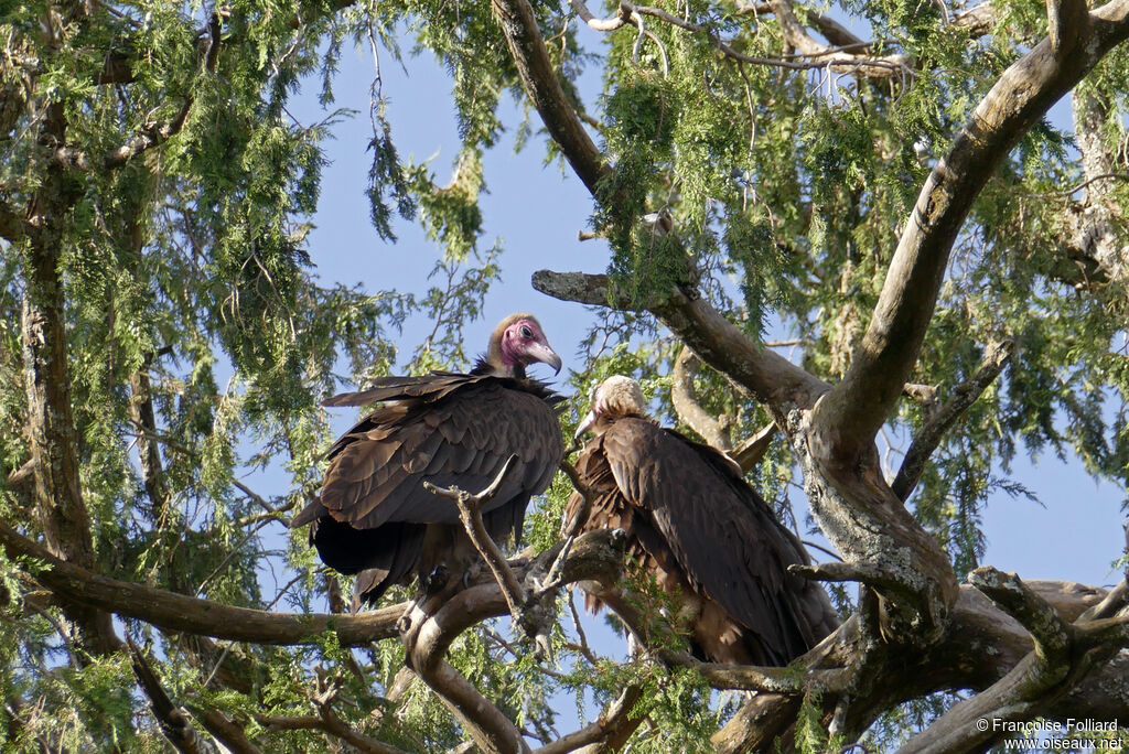 Hooded Vulture