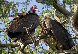 Hooded Vulture