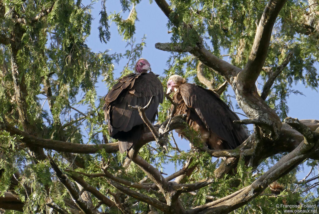 Hooded Vulture