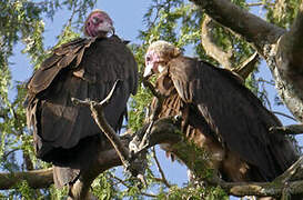 Hooded Vulture