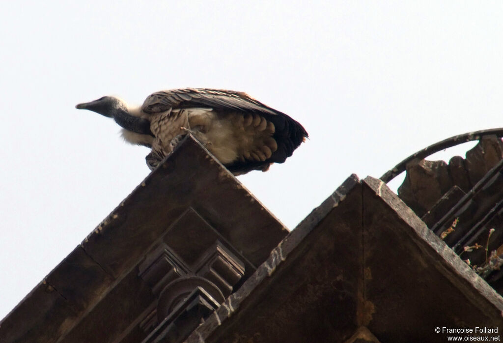 White-rumped Vulture, identification