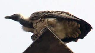 White-rumped Vulture