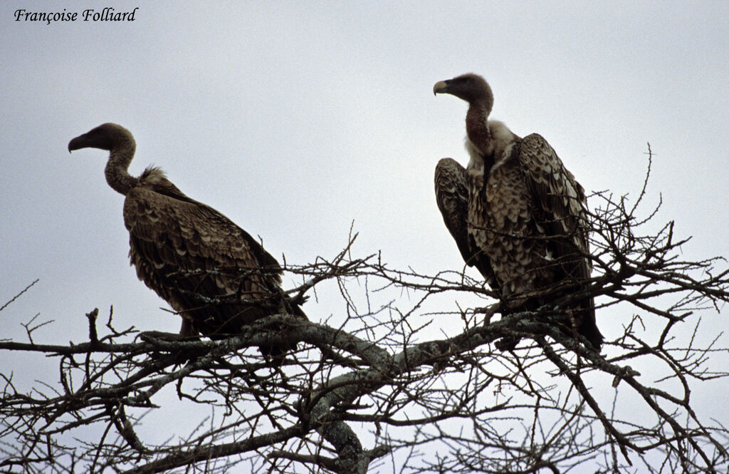 Vautour de Rüppelladulte, identification, Comportement