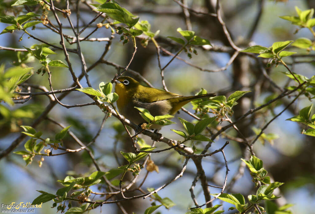 Green White-eyeadult, identification