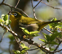 Green White-eye