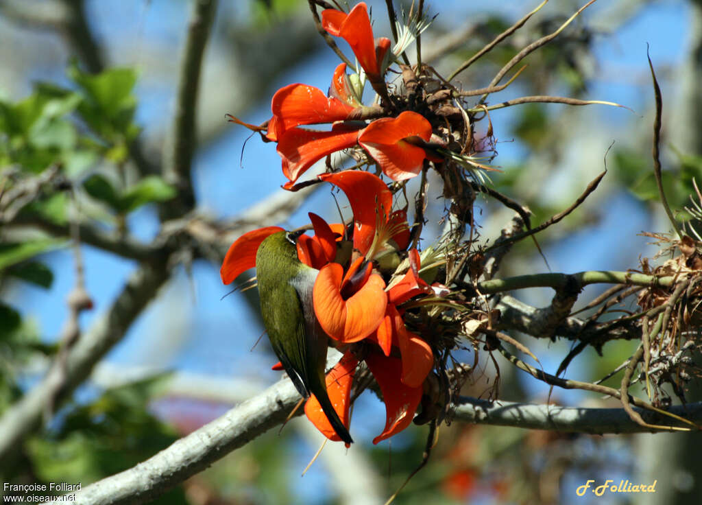 Green White-eyeadult, identification, feeding habits