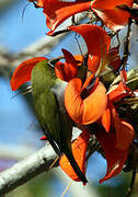 Green White-eye