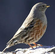 Alpine Accentor