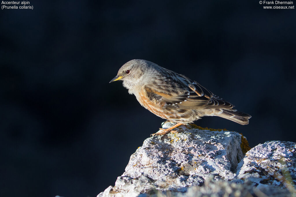 Accenteur alpin