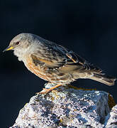 Alpine Accentor