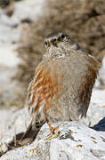 Alpine Accentor