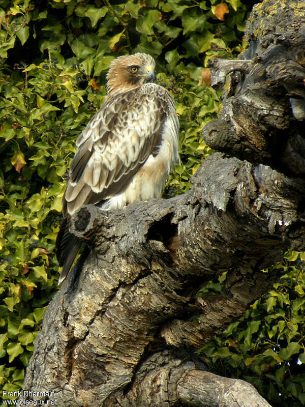 Aigle botté - Hieraaetus pennatus