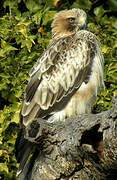 Booted Eagle