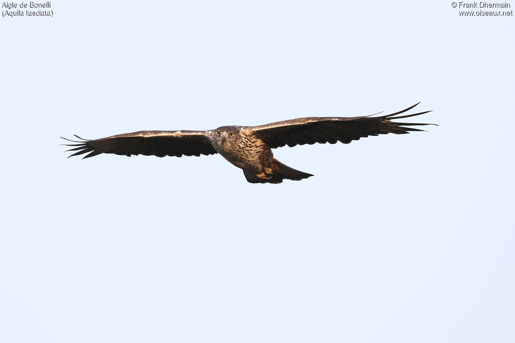 Aigle de Bonelliadulte, Vol