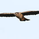 Aigle de Bonelli