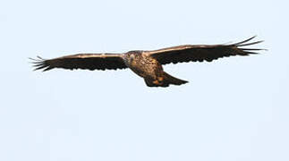 Bonelli's Eagle