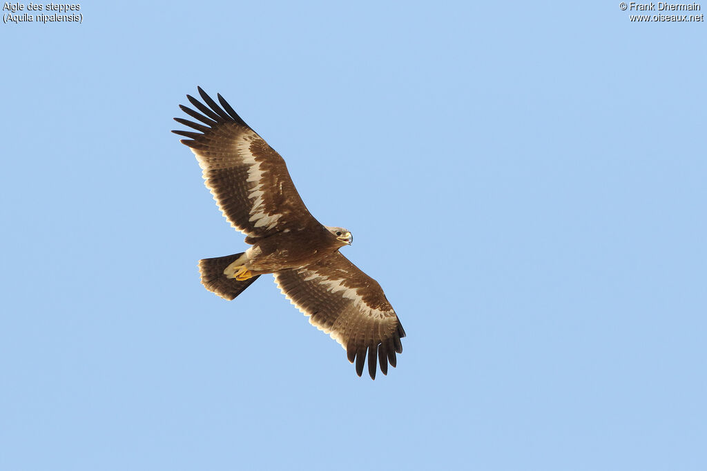 Aigle des steppes1ère année, Vol