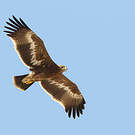 Aigle des steppes