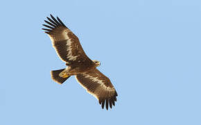 Steppe Eagle