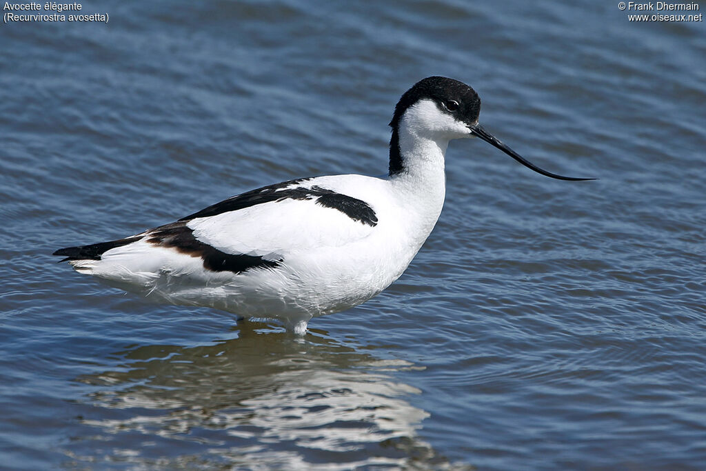 Pied Avocet male adult breeding, identification