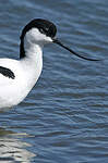 Avocette élégante