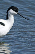 Avocette élégante