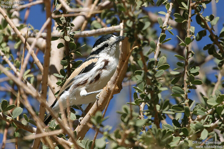 Brubru male adult