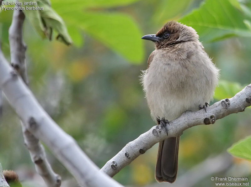 Bulbul des jardinsadulte, identification