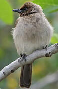 Common Bulbul