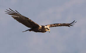 Western Marsh Harrier