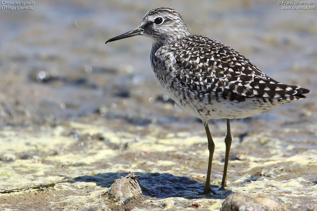 Wood Sandpiperadult breeding, identification