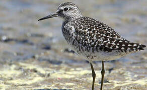 Wood Sandpiper