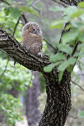 Tawny Owl