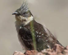 Great Spotted Cuckoo