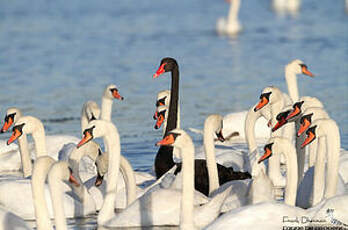 Cygne noir