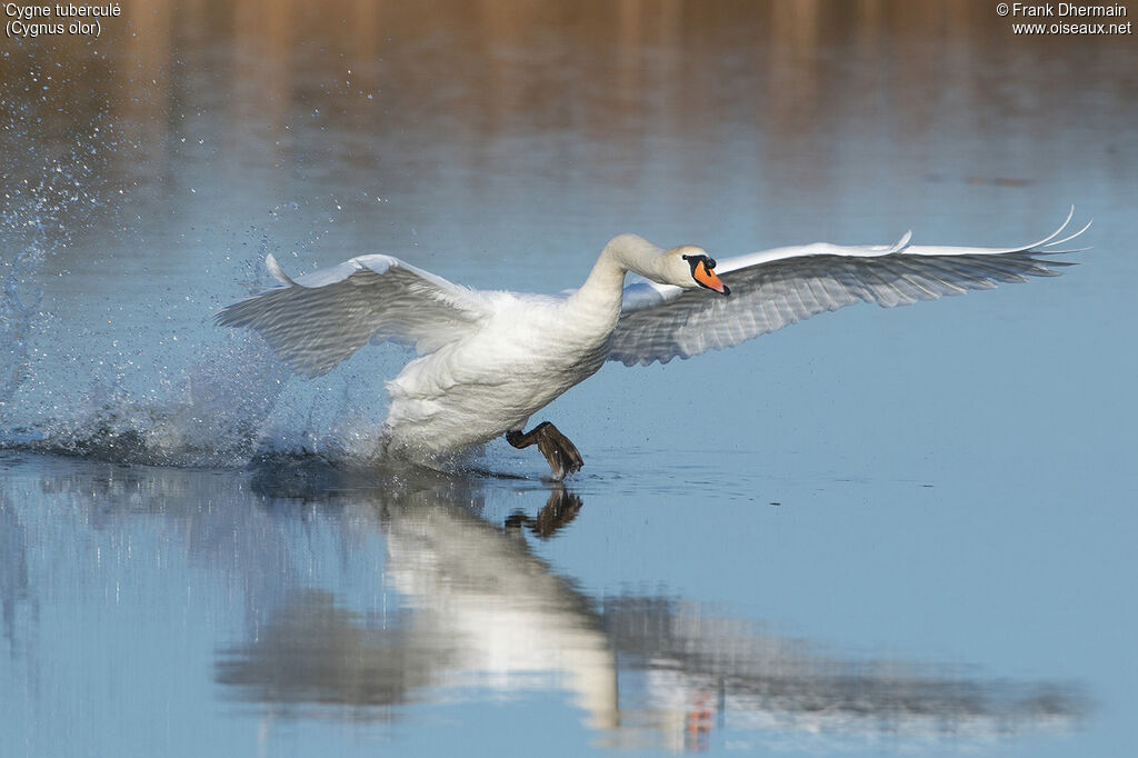 Mute Swan male adult, Flight