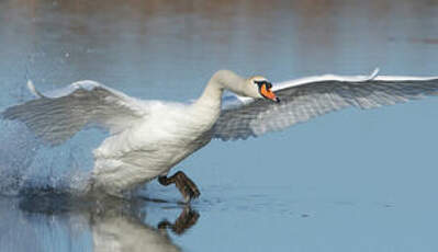 Cygne tuberculé