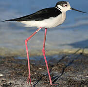 Black-winged Stilt