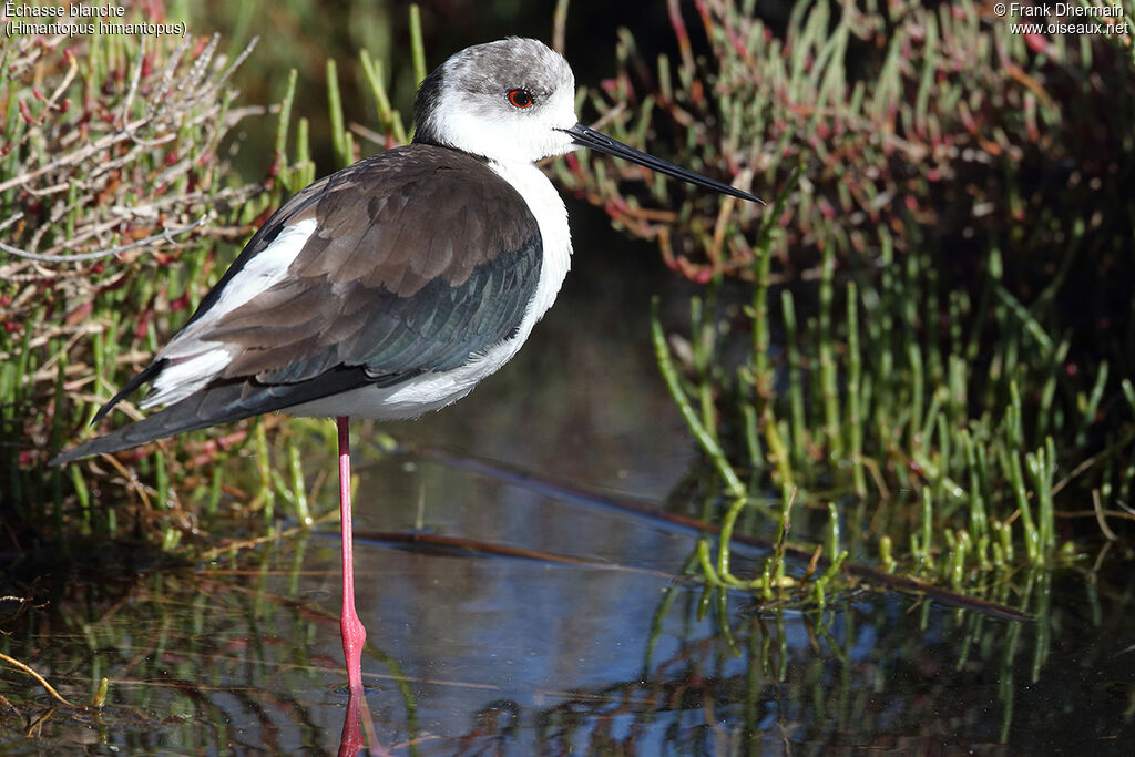 Black-winged Stilt female adult breeding, identification