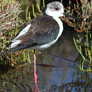 Black-winged Stilt