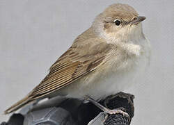 Garden Warbler