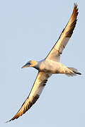 Northern Gannet