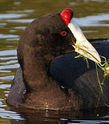 Red-knobbed Coot