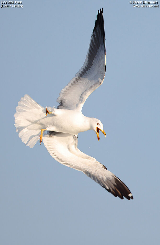 Lesser Black-backed Gull