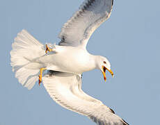 Lesser Black-backed Gull