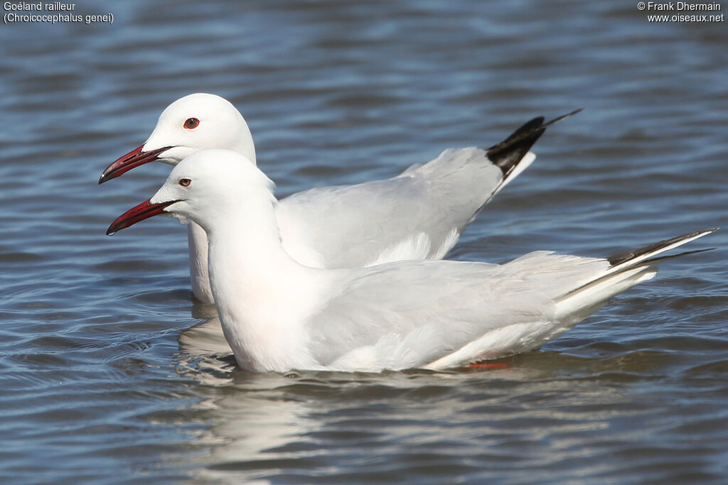 Slender-billed Gulladult breeding, identification, swimming