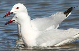 Slender-billed Gull